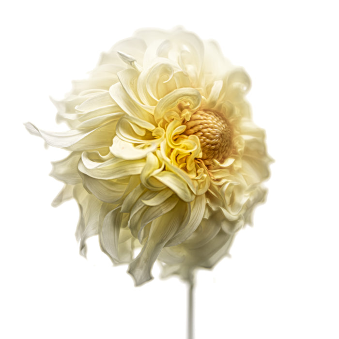 Dahlia 62