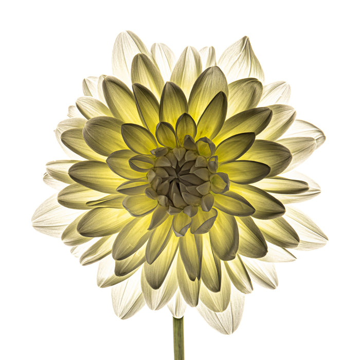 Dahlia 64