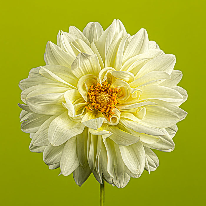 Dahlia 66
