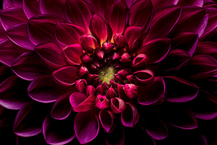 Dahlia 72