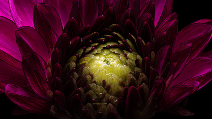 Dahlia 77