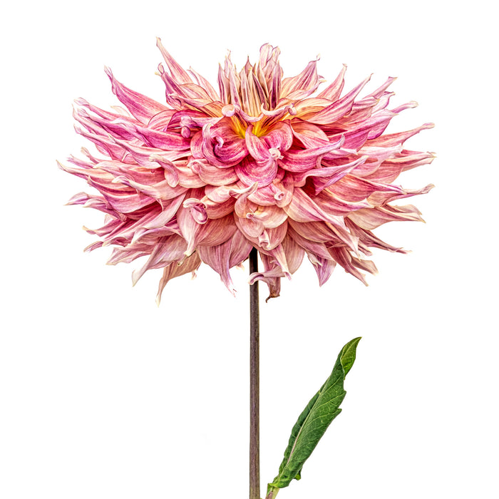 Dahlia 82