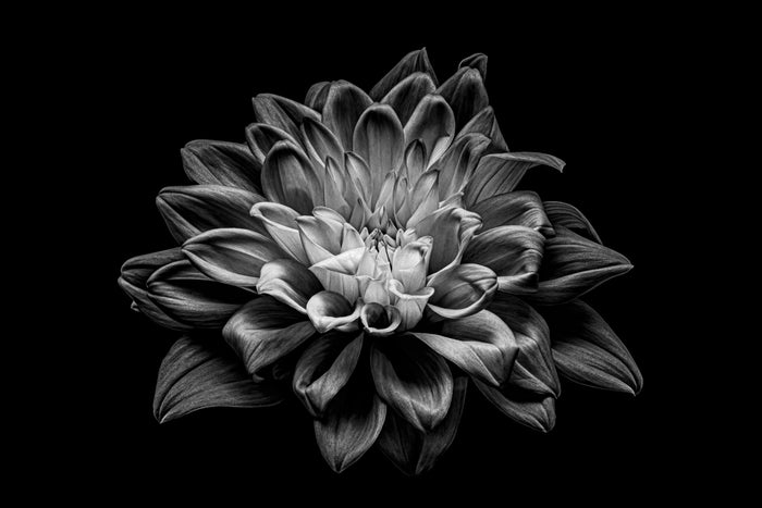 Dahlia 84