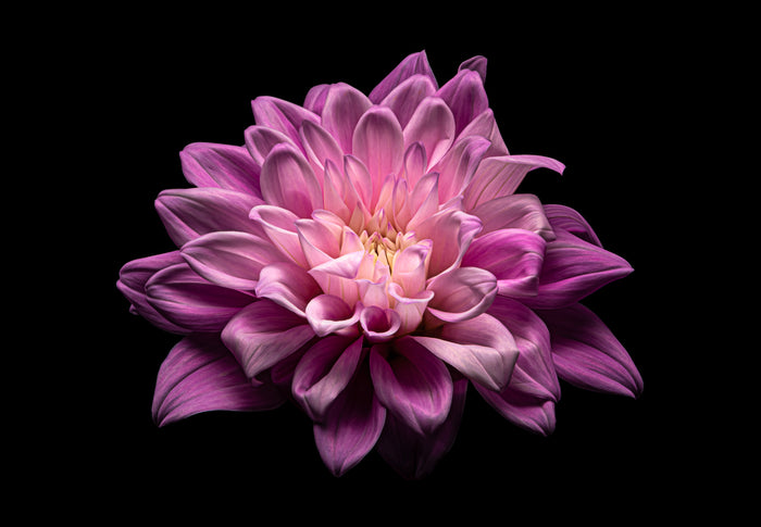 Dahlia 85
