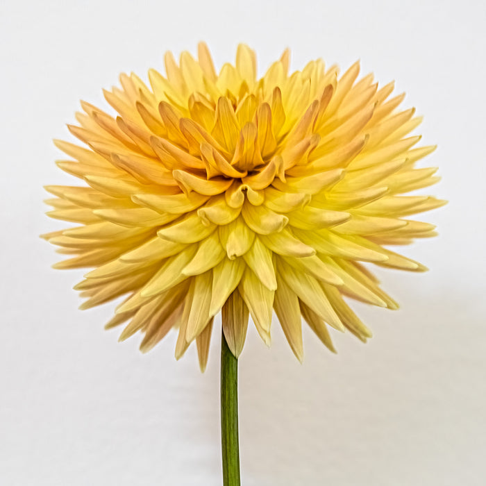 Dahlia 88