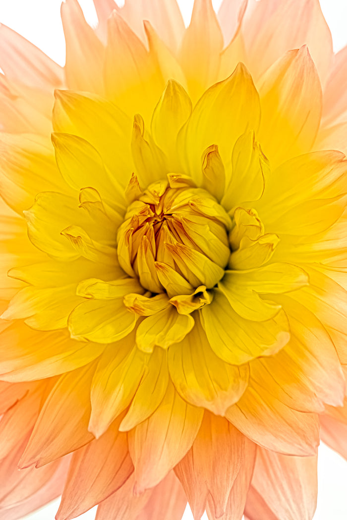Dahlia 99