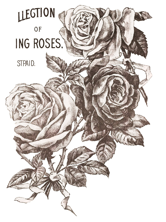 May's Roses IOD TRANSFER  PAD