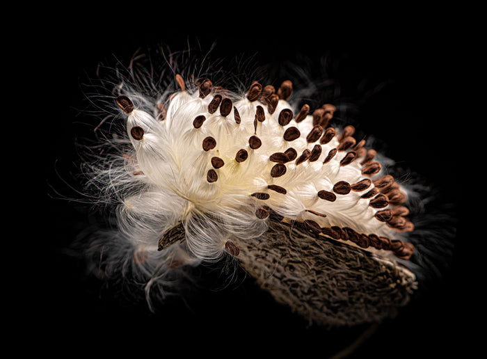 Milkweed 18