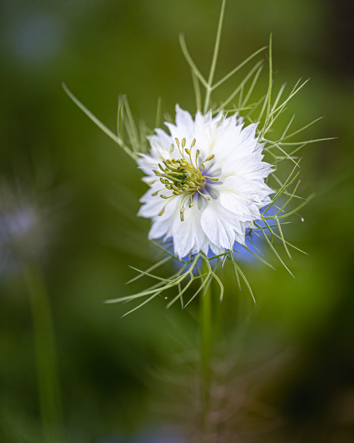 Nigella 2