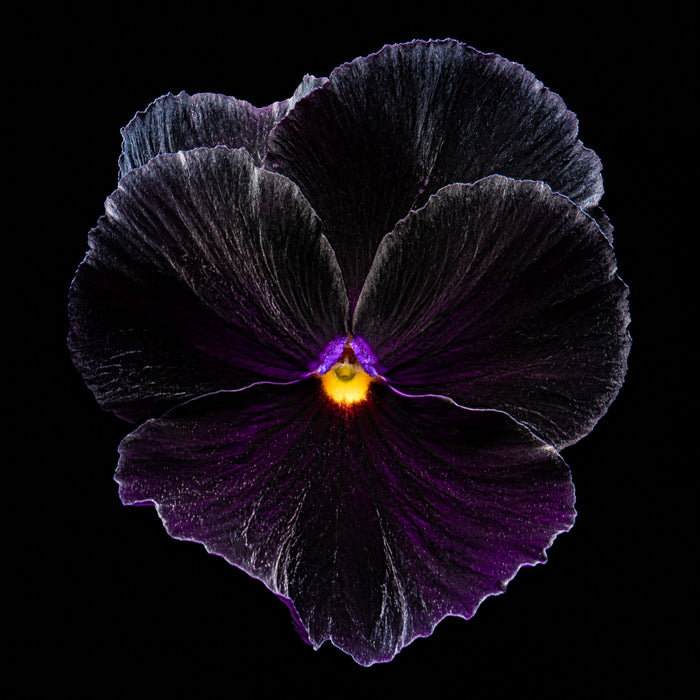 Pansy 1