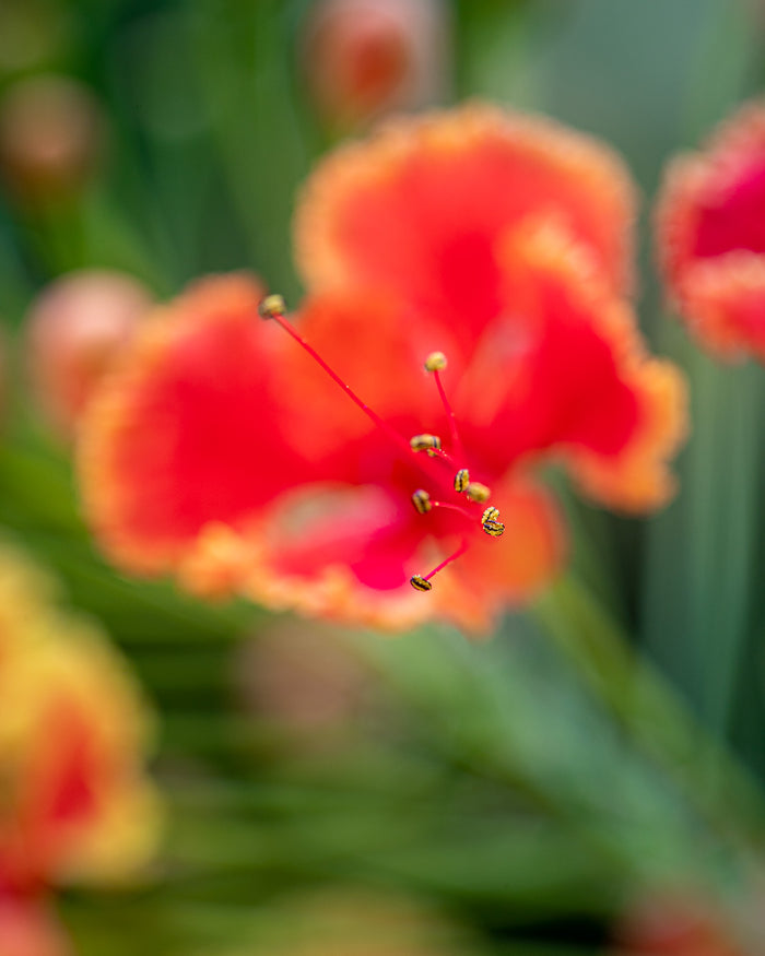 Peacock Flower 1