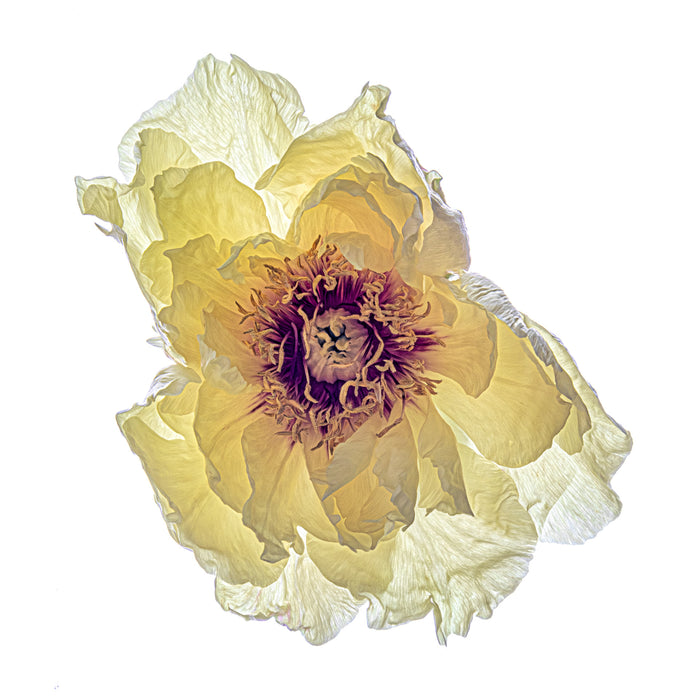 Peony 16