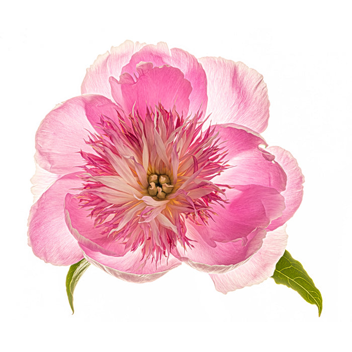 Peony 24