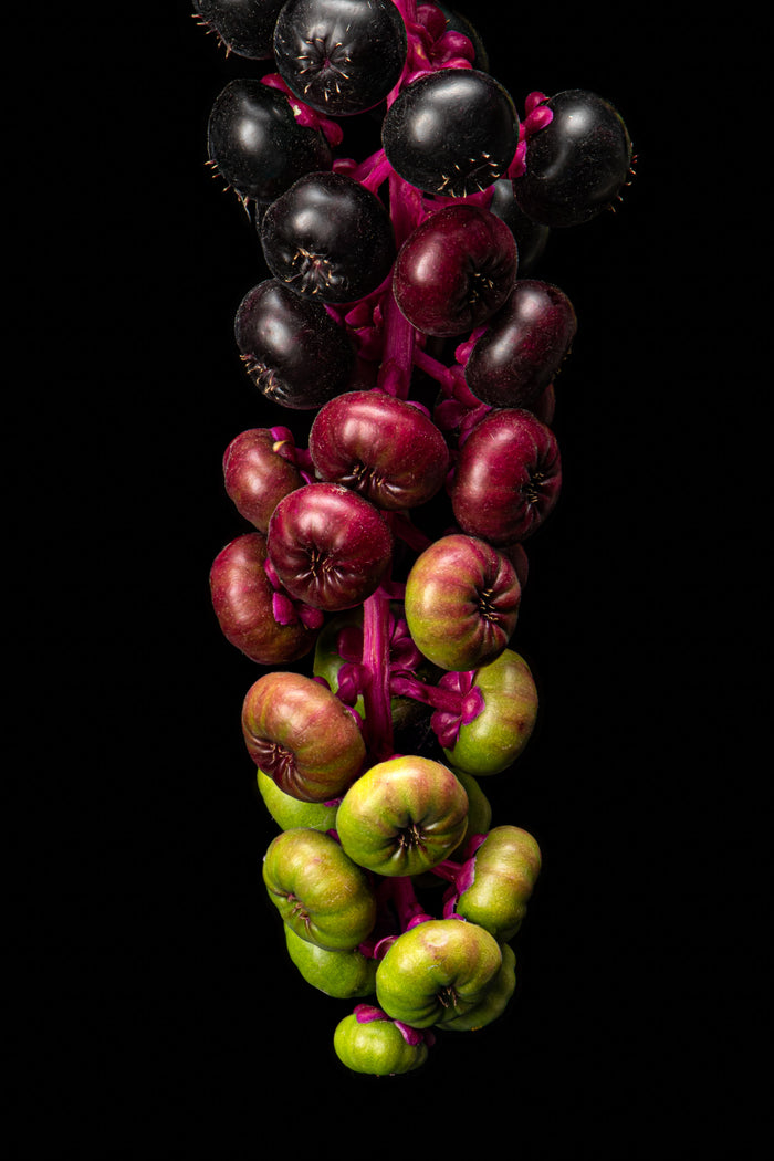 Pokeweed 6