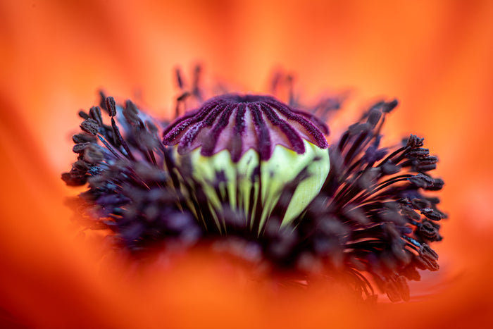 Poppy 10