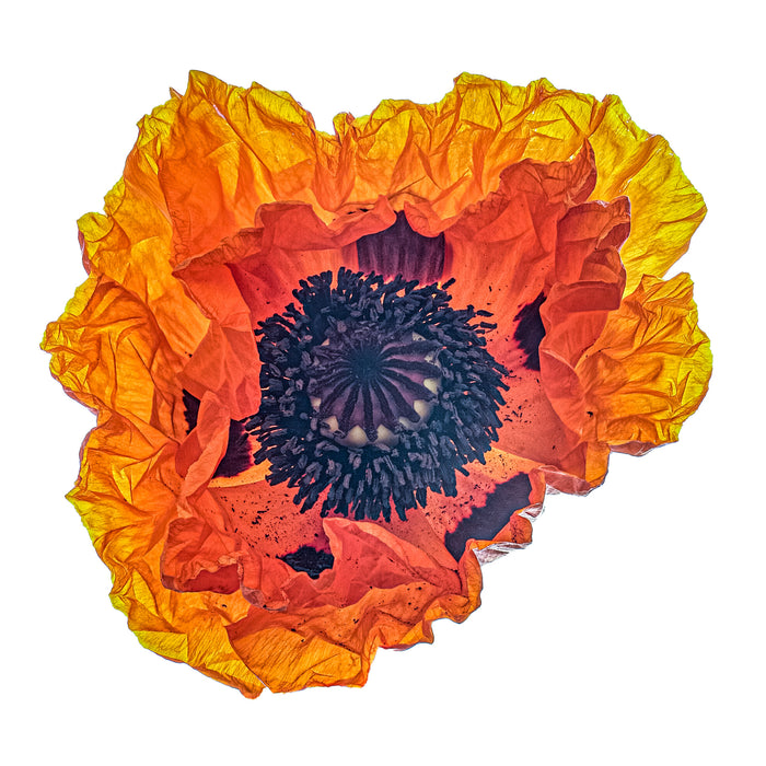 Poppy 17