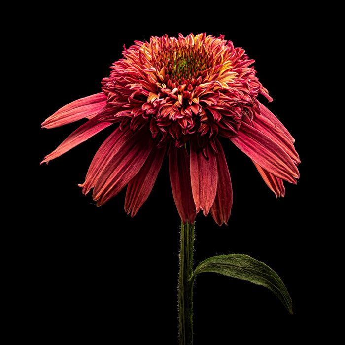 Purple Coneflower 4