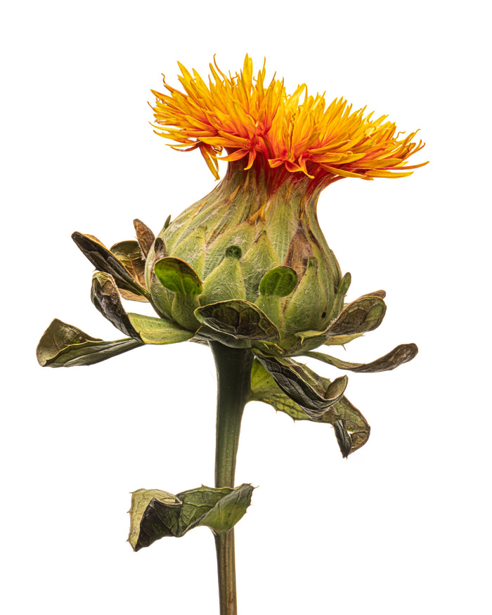 Safflower 5