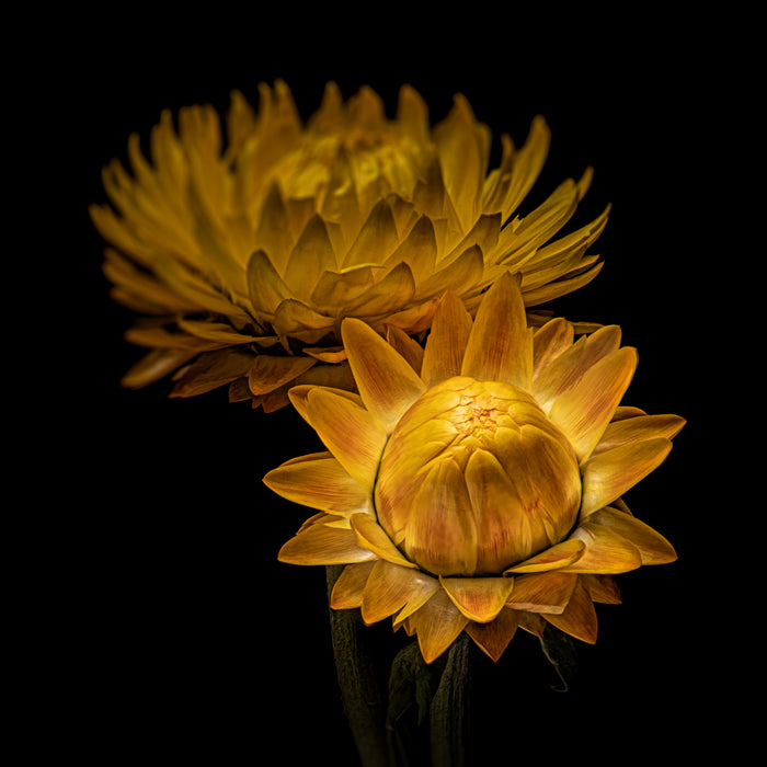 Strawflower 16