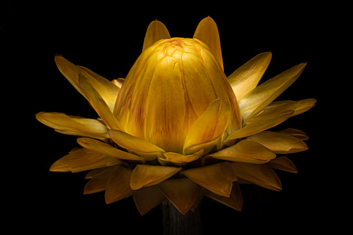 Strawflower 17