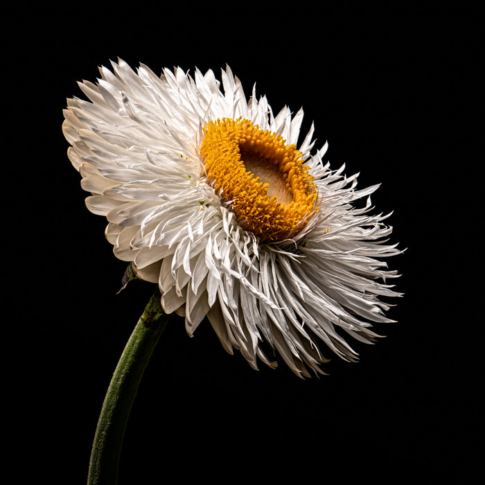 Strawflower 18