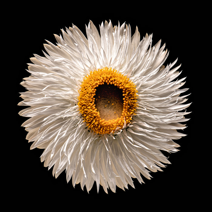 Strawflower 19