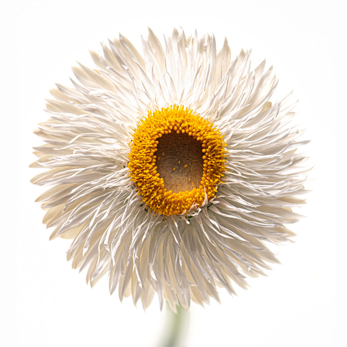 Strawflower 20