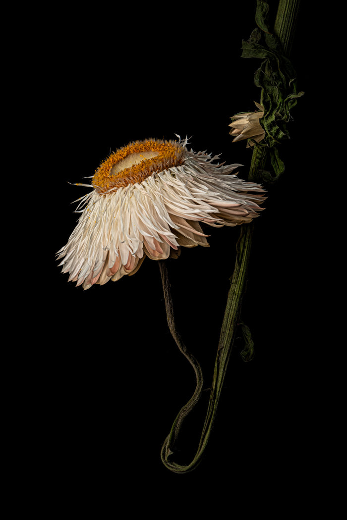 Strawflower 22