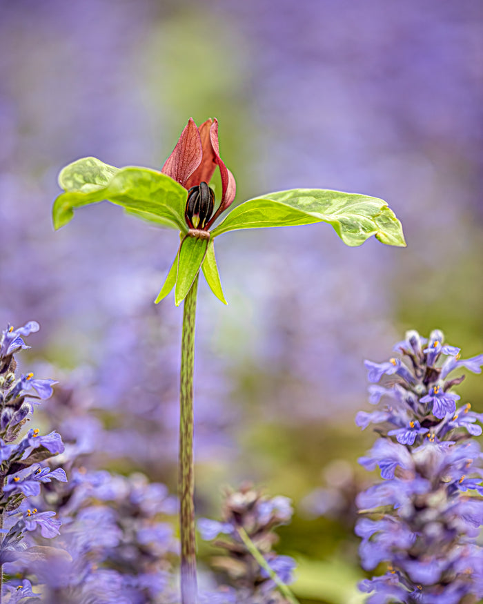 Trillium 2