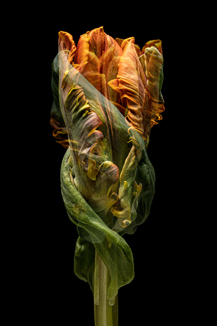 Tulip 23