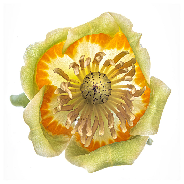 Tulip Tree 3