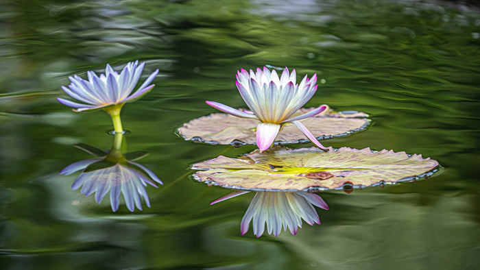 Waterlily 3