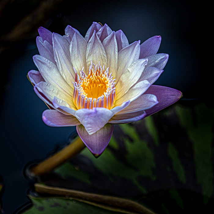 Waterlily 7