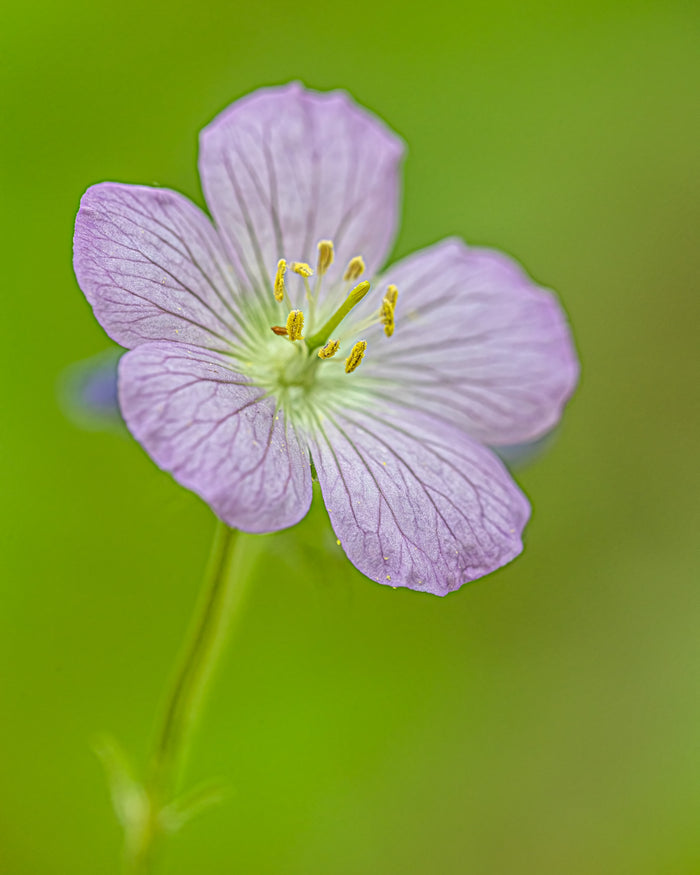 Wild Geranium 3